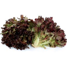 Lettuce - Red Oak - Virgara Fruit & Veg