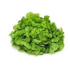 Lettuce - Green Oak - Virgara Fruit & Veg
